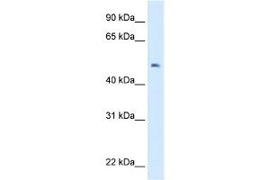 Western Blotting (WB) image for anti-Linker For Activation of T Cells Family, Member 2 (LAT2) (N-Term) antibody (ABIN2783156)
