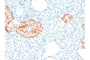 Formalin-fixed, paraffin-embedded human Pancreas stained with Chromogranin A Mouse Recombinant Monoclonal Antibody (rCHGA/798). (Recombinant Chromogranin A antibody)