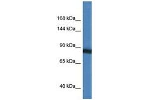 Image no. 1 for anti-Sema Domain, Immunoglobulin Domain (Ig), Transmembrane Domain (TM) and Short Cytoplasmic Domain, (Semaphorin) 4D (SEMA4D) (AA 90-139) antibody (ABIN6747452) (SEMA4D/CD100 antibody  (AA 90-139))
