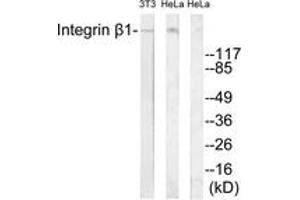 Western blot analysis of extracts from 3T3/HeLa cells, treated with H2O2 100uM 30', using Integrin beta1 (Ab-788) Antibody. (ITGB1 antibody  (AA 749-798))