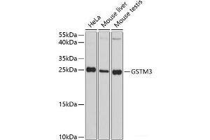 Western blot analysis of extracts of various cell lines using GSTM3 Polyclonal Antibody at dilution of 1:3000. (GSTM3 antibody)