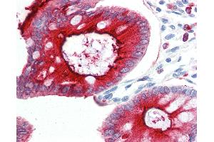 Anti-CD66acd antibody IHC of human colon. (CD66acd antibody)