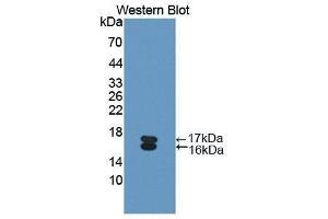 Western Blotting (WB) image for anti-Osteoglycin (OGN) (AA 180-298) antibody (ABIN1175793)