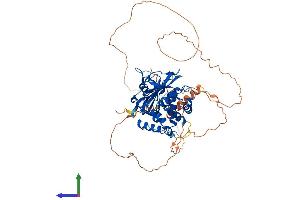 AlphaFold protein structure predicition of Human Recombinant USP2 Protein, UniprotID O75604 (USP2 Protein (AA 1-605) (His tag))
