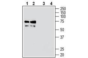 Western blot analysis of mouse brain membranes (lanes 1 and 3) and rat brain membranes (lanes 2 and 4): - 1, 2. (TMEM119 antibody  (Extracellular, N-Term))