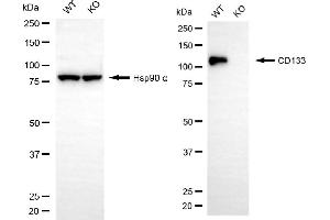 Western blotting analysis using CD133 antibody (ABIN7800959).