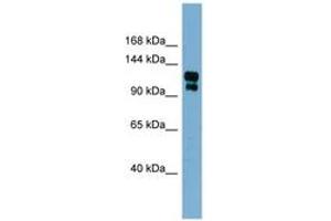 Image no. 1 for anti-Transient Receptor Potential Cation Channel, Subfamily A, Member 1 (TRPA1) (AA 539-588) antibody (ABIN6741957) (TRPA1 antibody  (AA 539-588))