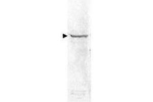 Western blot of HeLa cell extract. (NFkB antibody)
