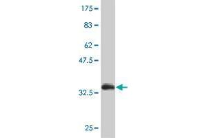 Western Blot detection against Immunogen (37. (ZNF181 antibody  (AA 354-461))