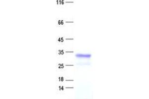 Validation with Western Blot (GSC2 Protein (His tag))
