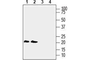 Western blot analysis of human THP-1 monocytic leukemia cell line lysate (lanes 1 and 3) and human Jurkat T-cell leukemia cell line lysate (lanes 2 and 4): - 1, 2. (LYNX1 antibody  (Extracellular, N-Term))