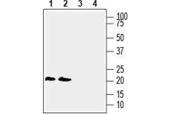 LYNX1 Antikörper  (Extracellular, N-Term)