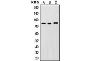 Western blot analysis of IKK beta (pY188) expression in HeLa LPS-treated (A), Raw264. (IKBKB antibody  (pTyr188))