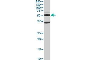 STAU2 monoclonal antibody (M04), clone 1B9. (Double-stranded RNA-binding protein Staufen homolog 2 (STAU2) (AA 2-90) antibody)