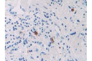 Used in DAB staining on fromalin fixed paraffin- embedded kidney tissue (RNASE8 antibody  (AA 19-154))