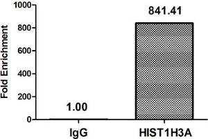 HIST1H3A antibody  (acLys27)