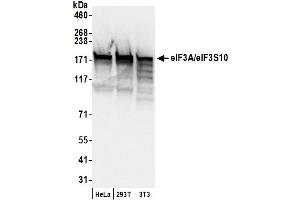 Western Blotting (WB) image for anti-Eukaryotic Translation Initiation Factor 3 Subunit A (EIF3A) (AA 860-910) antibody (ABIN7453842)