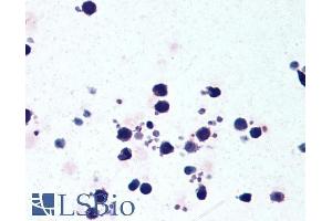 ABIN184887 (5µg/ml) staining of paraffin embedded Human Peripheral Blood Leukocytes.