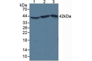 SDS-PAGE of Protein Standard from the Kit (Highly purified E.