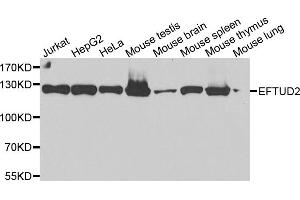 Western blot analysis of extracts of various cell lines, using EFTUD2 antibody (ABIN5974236) at 1/2000 dilution. (EFTUD2 antibody)