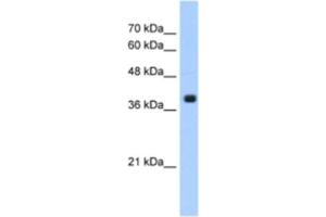 Western Blotting (WB) image for anti-Farnesyltransferase, CAAX Box, alpha (FNTA) antibody (ABIN2463191) (FNTA antibody)