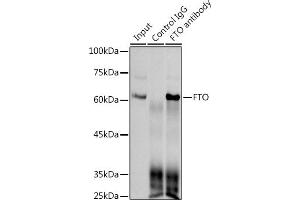Immunoprecipitation analysis of 300 μg extracts of 293T cells using 3 μg FTO antibody (ABIN1679842, ABIN3018203, ABIN3018204 and ABIN7101583). (FTO antibody)