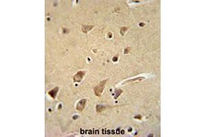 GPC5 Antibody (N-term) immunohistochemistry analysis in formalin fixed and paraffin embedded human brain tissue followed by peroxidase conjugation of the secondary antibody and DAB staining.