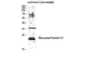 Western Blotting (WB) image for anti-Ribosomal Protein L17 (RPL17) (Internal Region) antibody (ABIN3186769) (RPL17 antibody  (Internal Region))