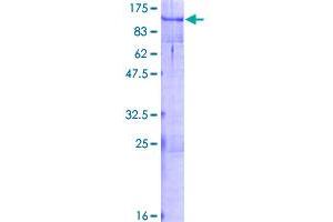 MYBL2 Protein (AA 1-700) (GST tag)