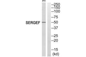 Western blot analysis of extracts from NIH/3T3 cells, using SERGEF antibody. (SERGEF antibody)