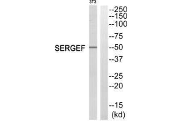 SERGEF anticorps