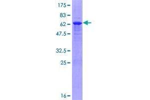 TRIM69 Protein (AA 1-341) (GST tag)