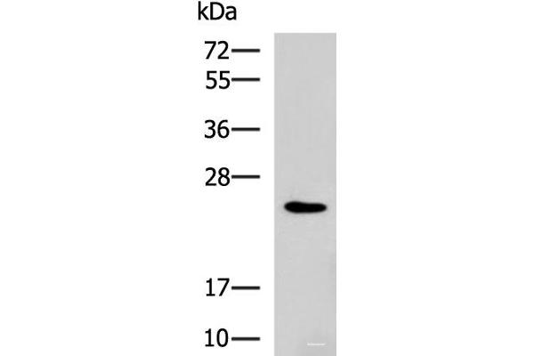 RAB38 antibody