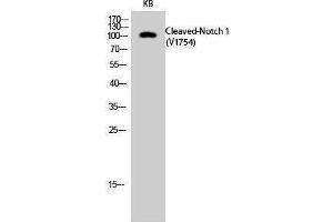 Western Blotting (WB) image for anti-Notch 1 (NOTCH1) (cleaved), (Val1754) antibody (ABIN3181819) (Notch1 antibody  (cleaved, Val1754))