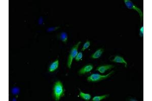 Immunofluorescent analysis of Hela cells using ABIN7165869 at dilution of 1:100 and Alexa Fluor 488-congugated AffiniPure Goat Anti-Rabbit IgG(H+L) (NKG7 antibody  (AA 30-60))