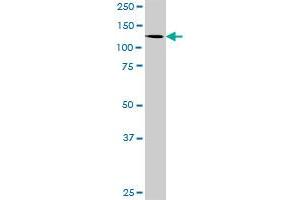 ZSCAN20 antibody  (AA 1-433)