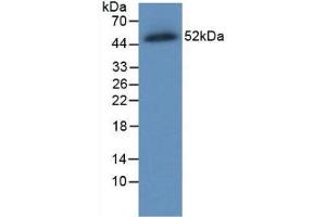 Western blot analysis of recombinant Human FPN. (SLC40A1 antibody  (AA 127-321))