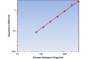 Cathepsin L2 (CTSL2) ELISA Kit