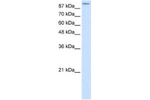 GRIA2 antibody (20R-1333) used at 0. (GRIA2 antibody  (N-Term))