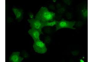 Immunofluorescence (IF) image for anti-Aldo-Keto Reductase Family 1, Member A1 (Aldehyde Reductase) (AKR1A1) antibody (ABIN1496539) (AKR1A1 antibody)