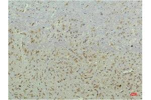 Immunohistochemical analysis of paraffin-embedded Mouse Brain Tissue using PPAR Delta Mouse mAb diluted at 1:200. (PPARD antibody)