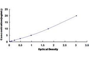 RBM38 ELISA Kit