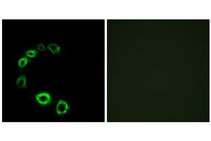 Immunofluorescence analysis of HeLa cells, using GPR175 antibody. (GPR175 antibody  (C-Term))