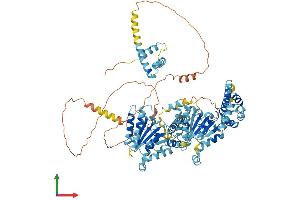 AlphaFold protein structure predicition of Mouse Recombinant Nvl Protein, UniprotID Q9DBY8 (NVL Protein (AA 1-855) (His tag))