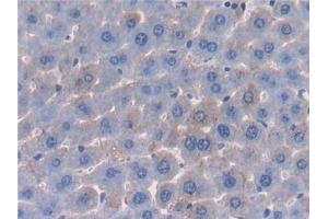 Immunohistochemistry (IHC) image for anti-Protein Z, Vitamin K-Dependent Plasma Glycoprotein (PROZ) (AA 23-399) antibody (ABIN7432493)