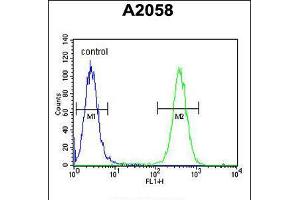 Flow cytometric analysis of A2058 cells (right histogram) compared to a negative control cell (left histogram). (FKBP10 antibody  (C-Term))