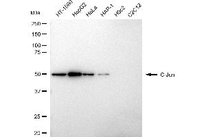 Western blotting analysis using C-Jun antibody (ABIN7799150). (C-JUN antibody)
