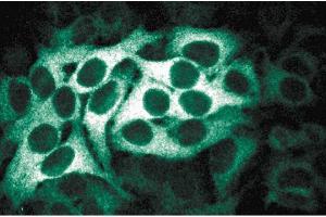 Immunofluorescence staining of HeLa cells (Human cervical epitheloid carcinoma, ATCC CCL-2. (BUB1B antibody  (AA 276-388))