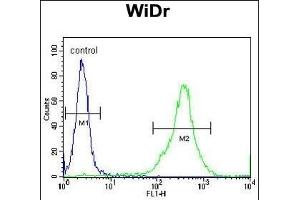 FB Antibody (N-term) (ABIN390878 and ABIN2841092) flow cytometric analysis of WiDr cells (right histogram) compared to a negative control cell (left histogram). (FAM3B antibody  (N-Term))