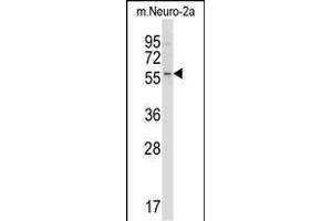 Mouse Acvr2b Antibody (Center) (ABIN657829 and ABIN2846796) western blot analysis in mouse Neuro-2a cell line lysates (35 μg/lane). (ACVR2B antibody  (AA 148-176))